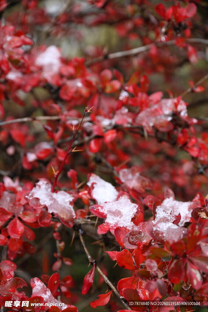 枝头红枫与残雪相依