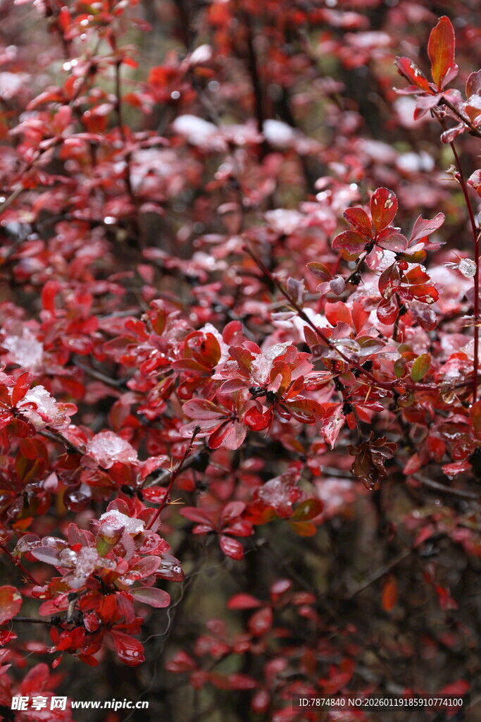 红叶枝头 尽显秋之韵味