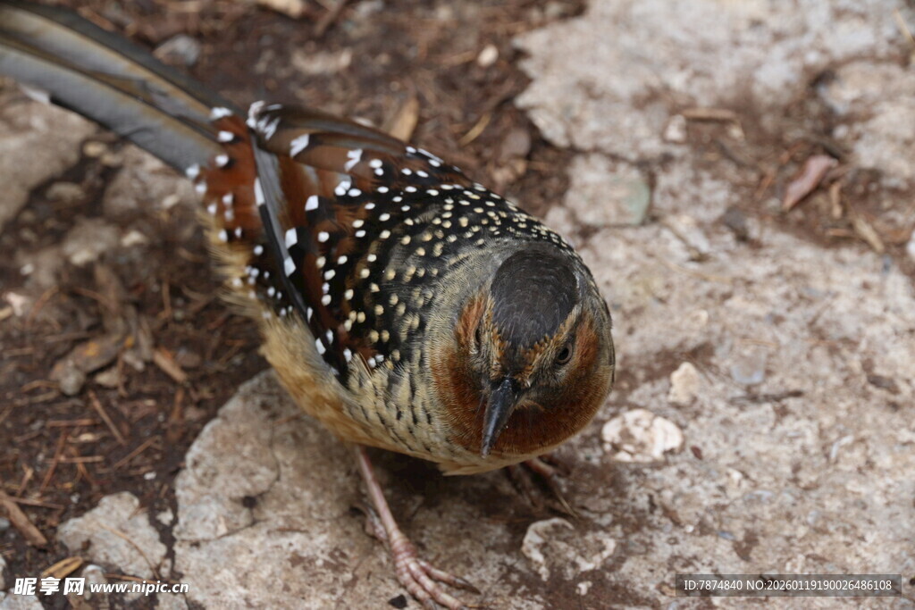 斑点小鸟低头觅食