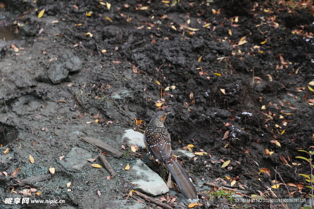 地面上的落叶与碎石