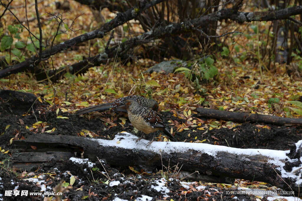 森林中倒伏带雪的枯木