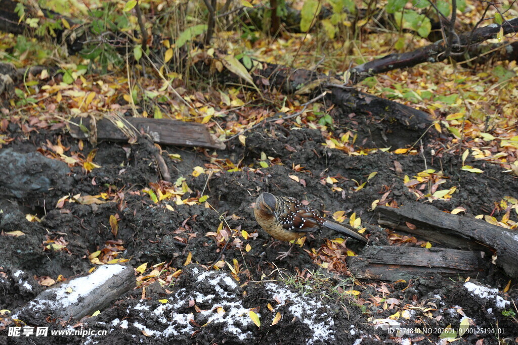 森林中烧焦的树木与落叶
