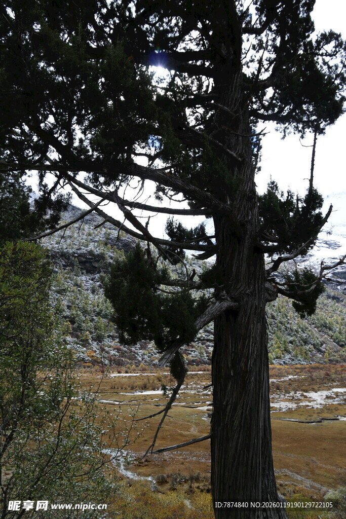 山林中的挺拔树木