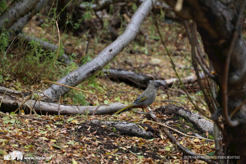 林间枯枝落叶景象