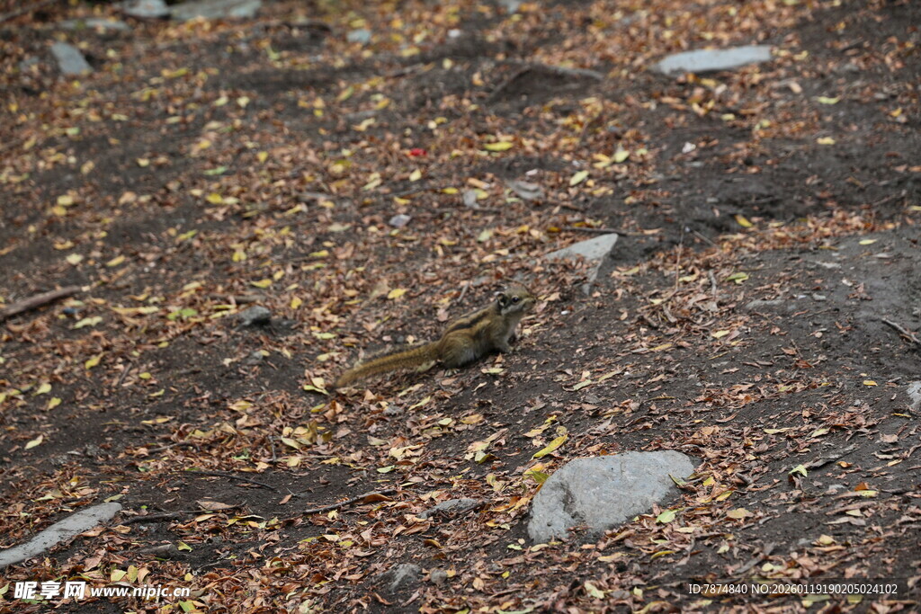 落叶覆盖的地面与石块