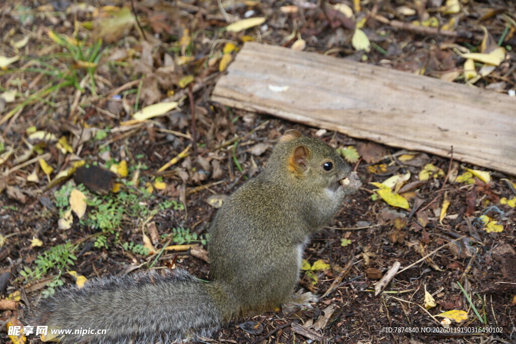 林间松鼠觅食瞬间