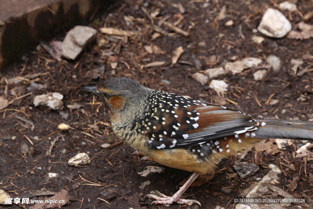 斑点小鸟于地面栖息