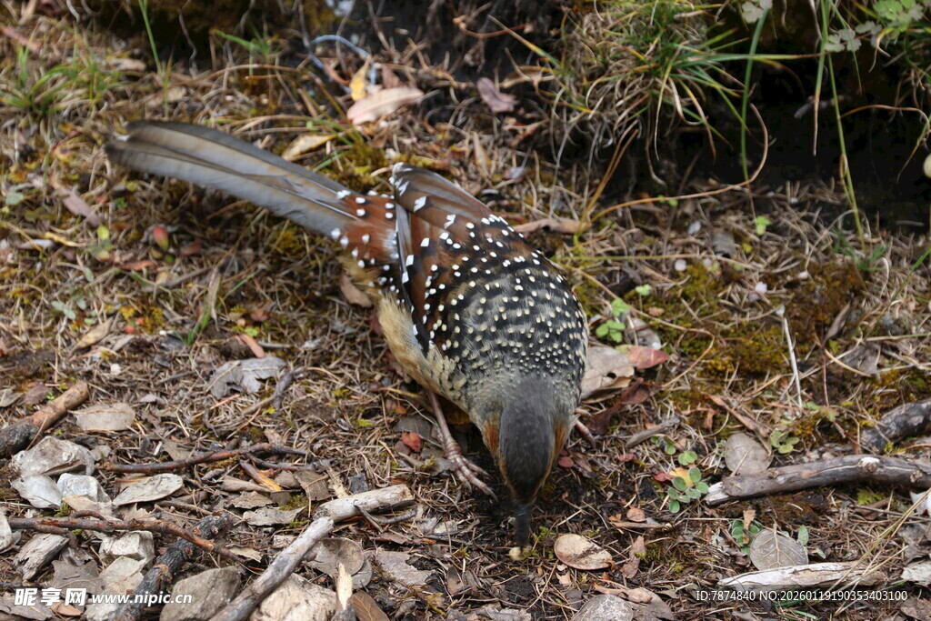 森林中觅食的多彩野鸡