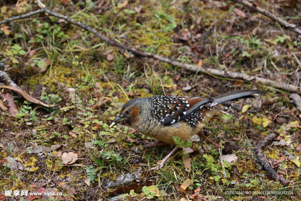 林间觅食的多彩小鸟