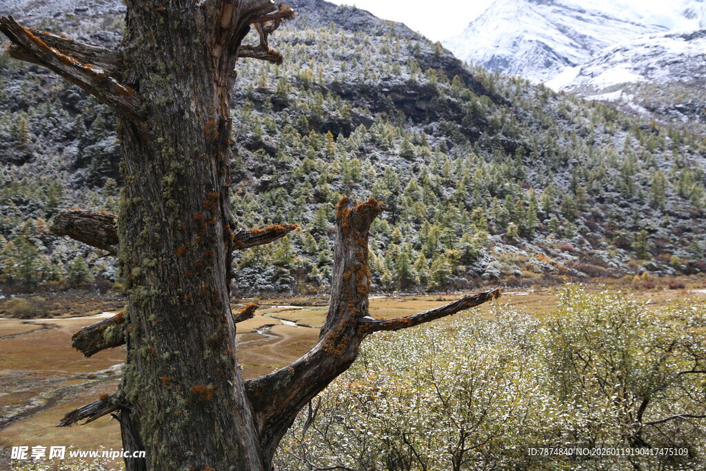 枯树挺立在山野风景中