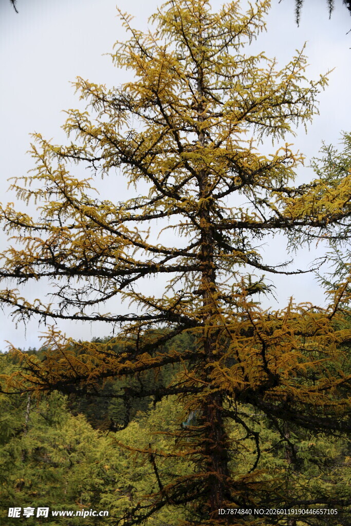 秋日金黄挺拔的针叶树