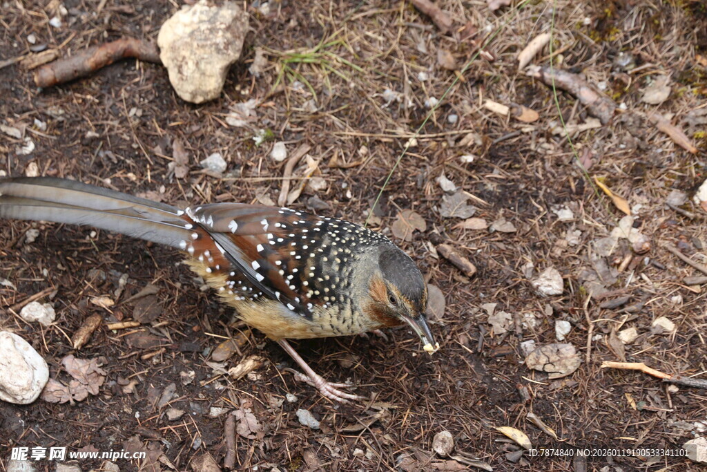 地面觅食的长尾小鸟