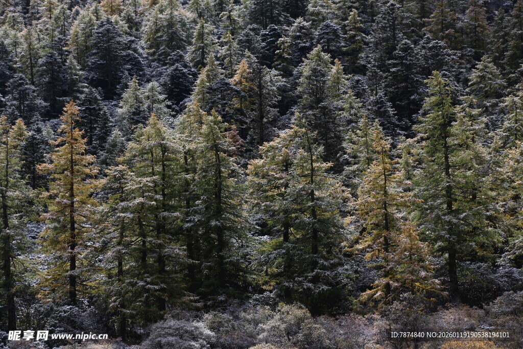 山林间的茂密松树林