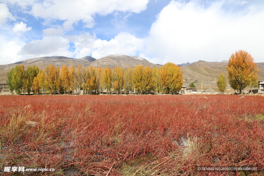 秋日红草地与多彩树林