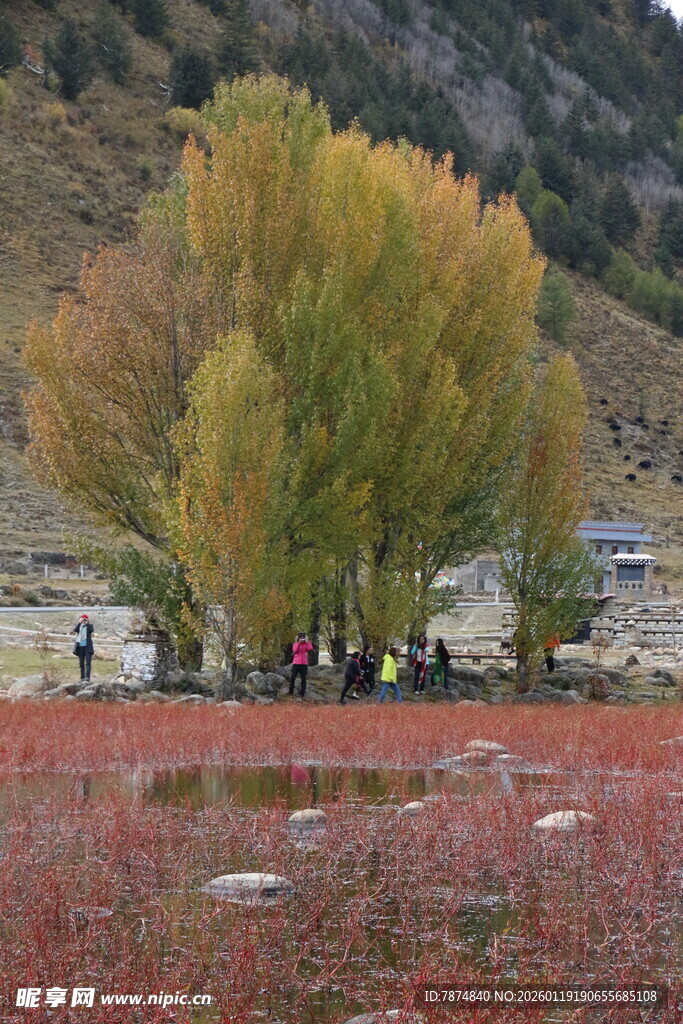 秋日红草地旁的多彩树林