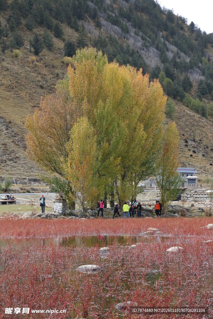 秋日红草地旁的葱郁树木