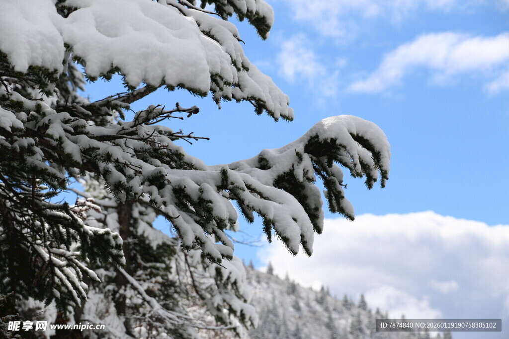 雪覆树枝的冬日山林美景