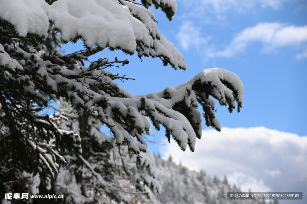 雪覆松枝映蓝天