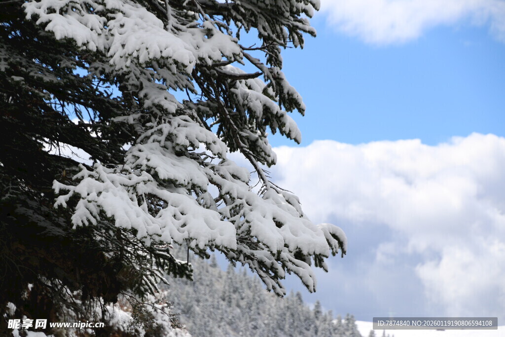 雪覆松树与蓝天白云