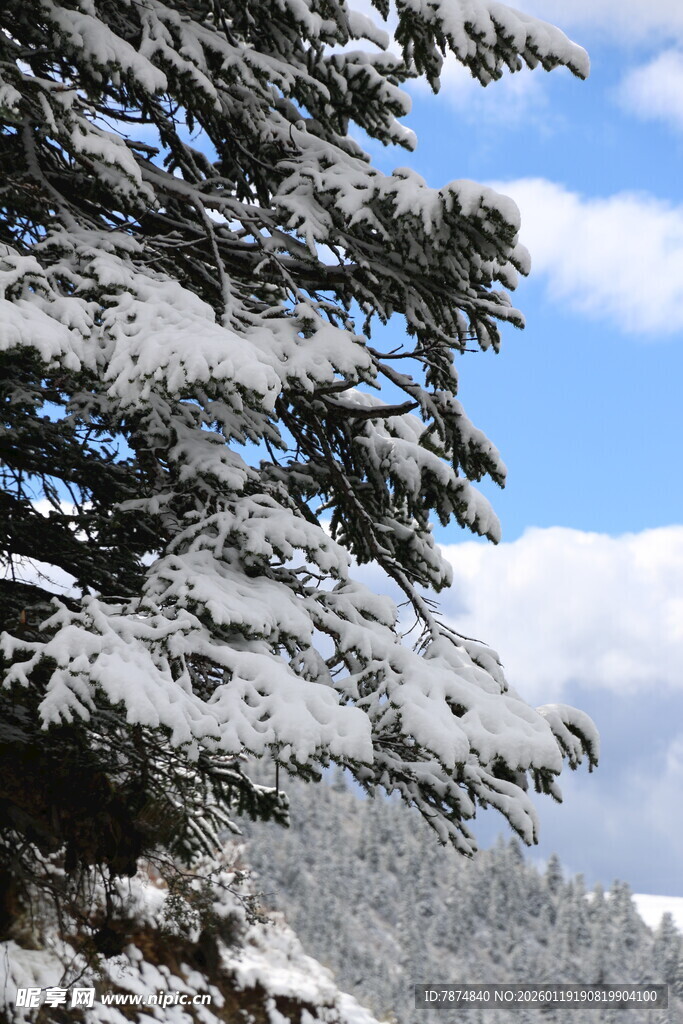 雪覆青松 蓝天相映美景