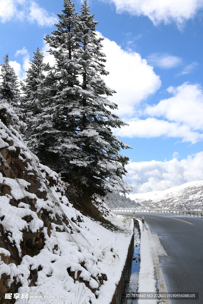 冬日雪山公路旁的雪松