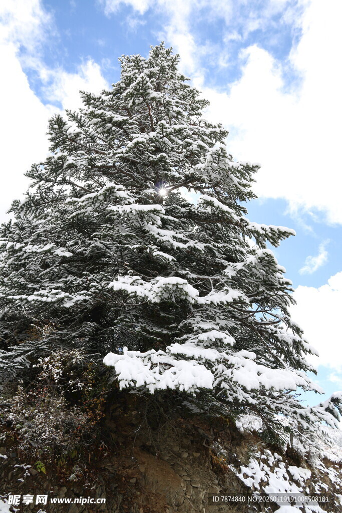 雪覆松树 蓝天为景
