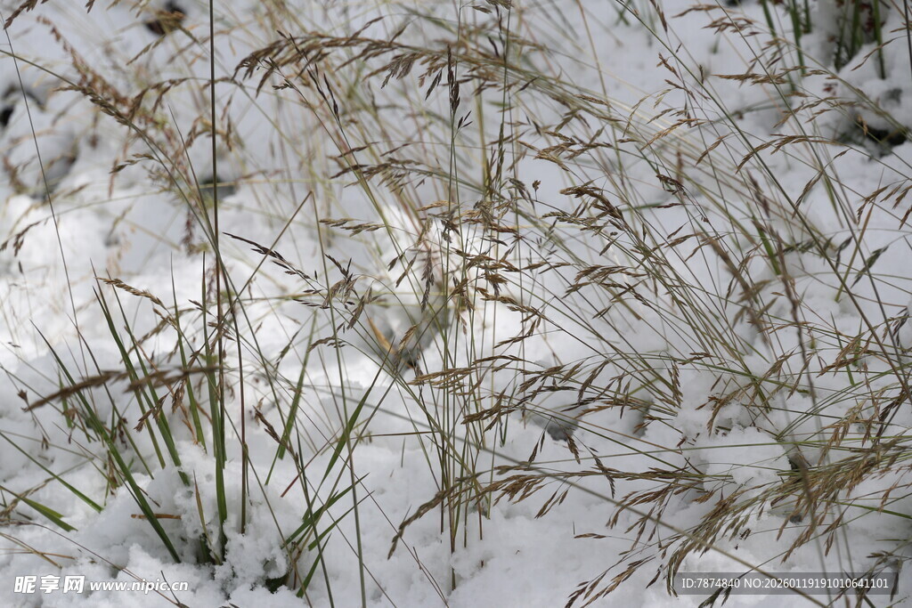 雪覆枯草