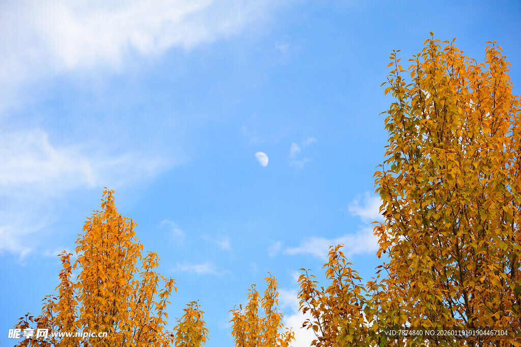 秋日蓝天之下的金黄树林