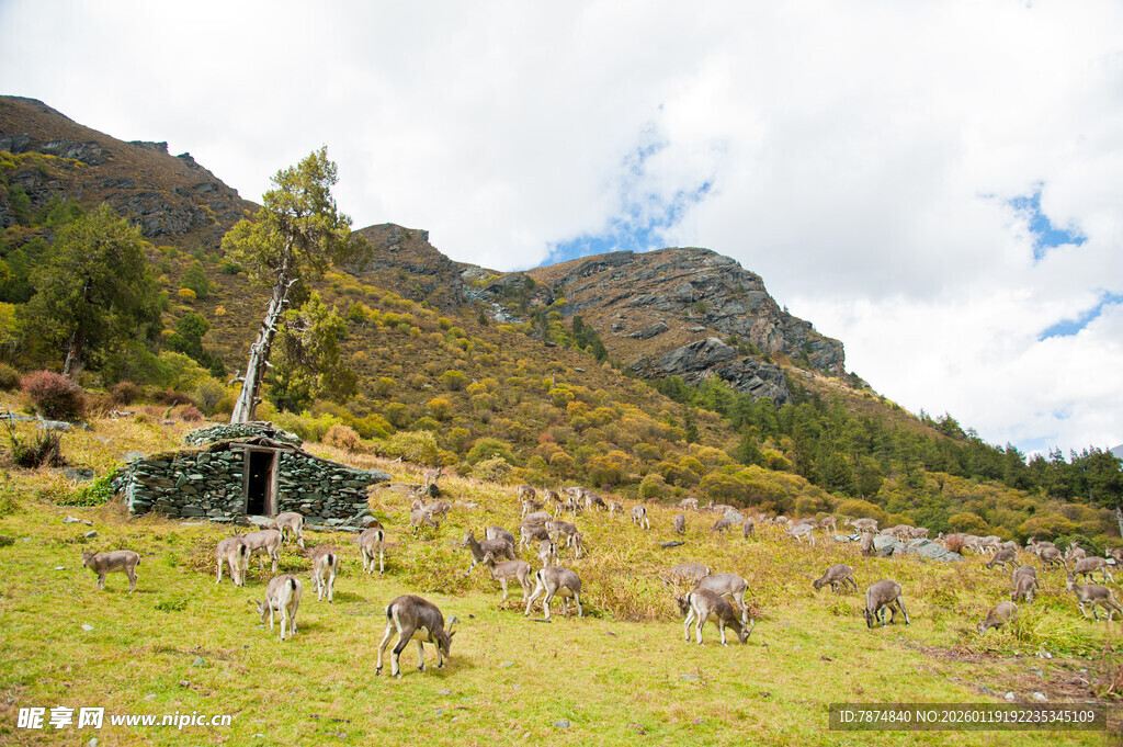 山间草地群猴嬉戏场景