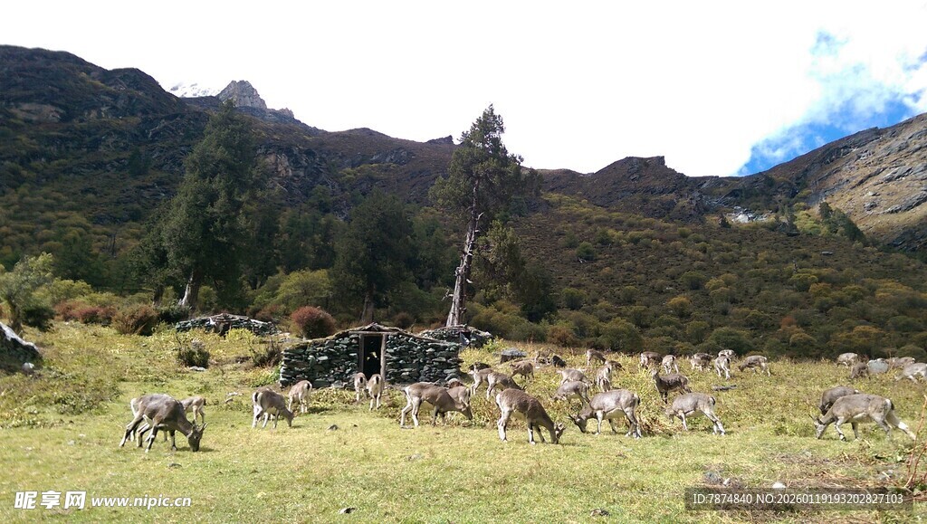 草原上的动物群