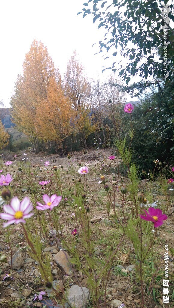 秋日花田中的绚烂花朵