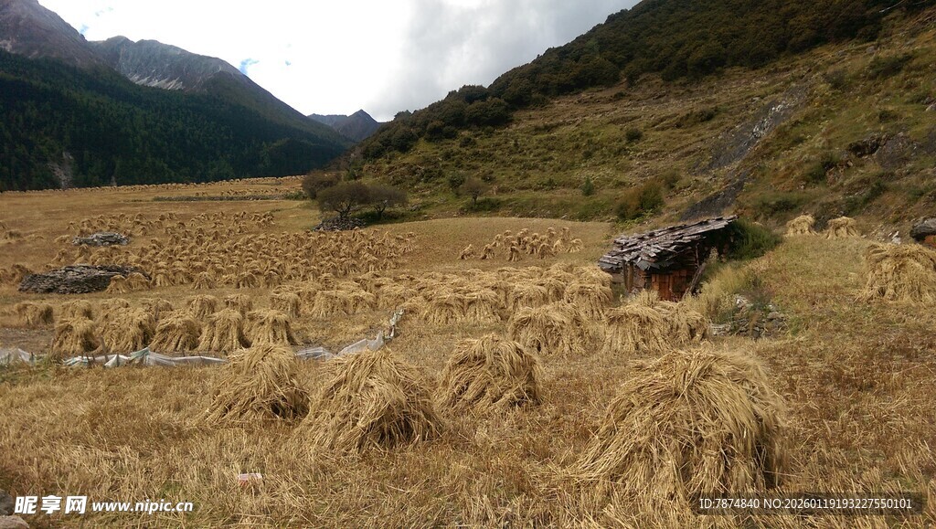 山间金黄草甸风景