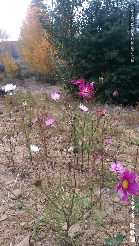 秋日草地绽放的多彩花朵