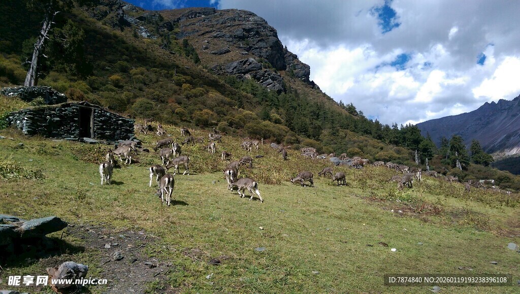 山间漫步的野生动物群
