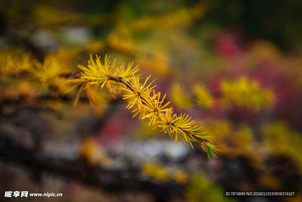 金黄枝叶的美丽植物景观