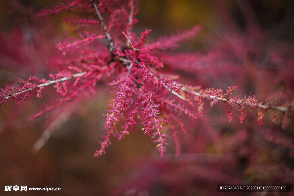 粉红绚烂的植物枝条