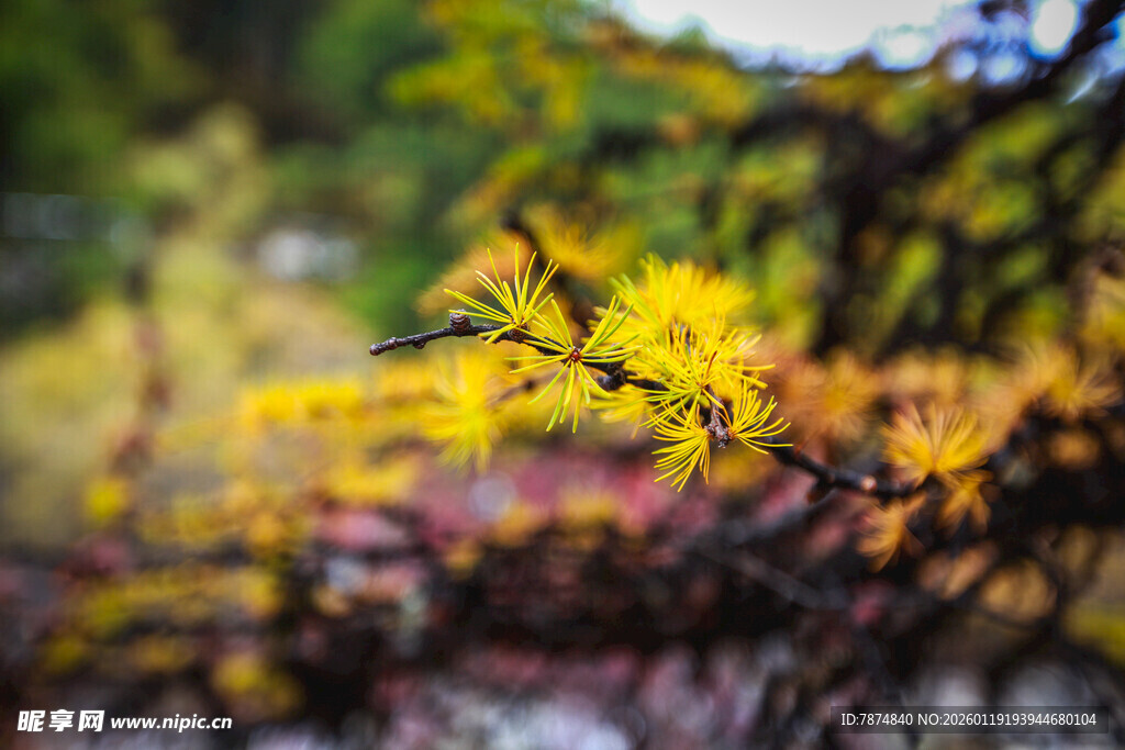 秋日枝头绚烂黄叶