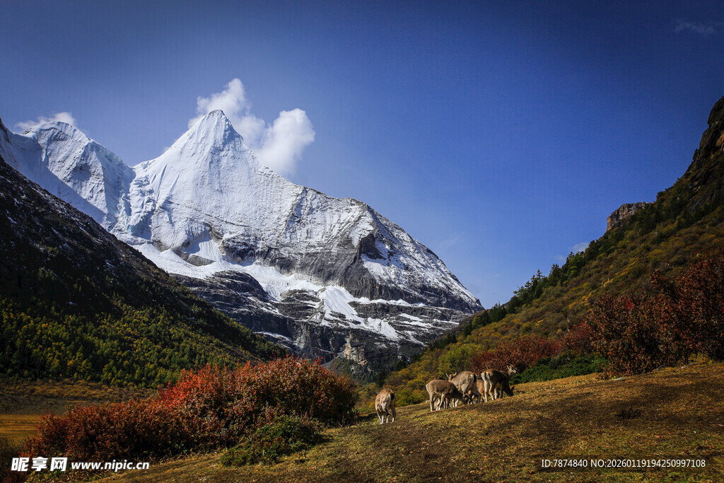 壮丽雪山下的多彩山林