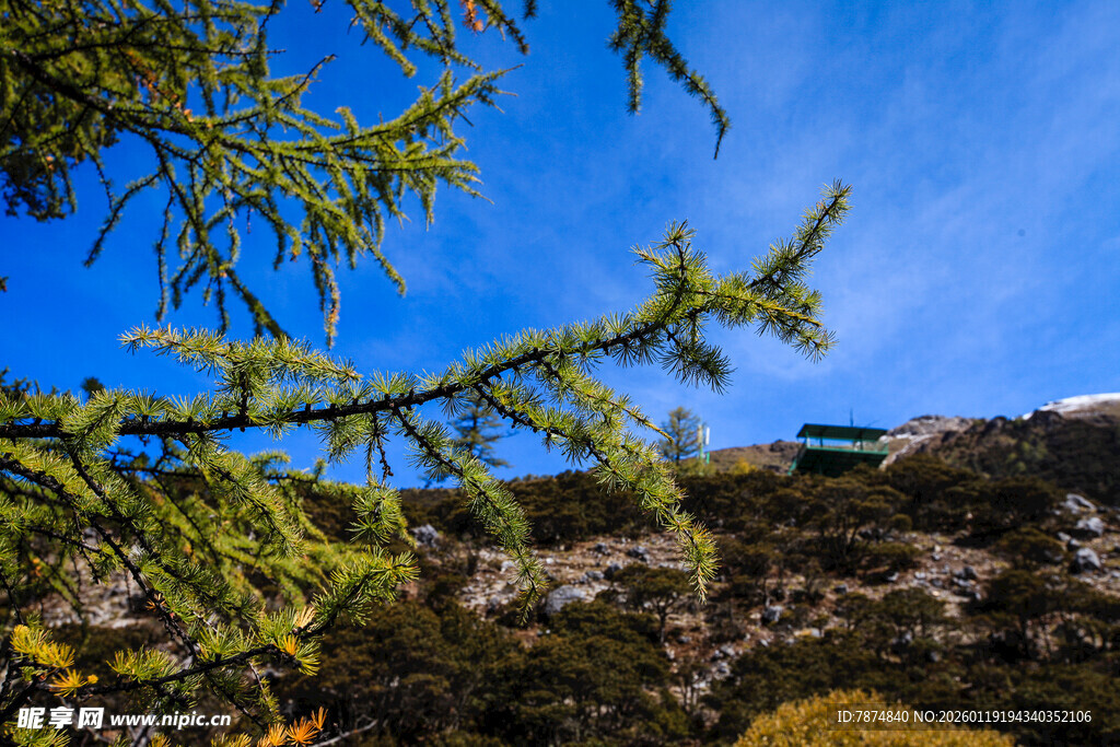 蓝天映衬下的翠绿松枝
