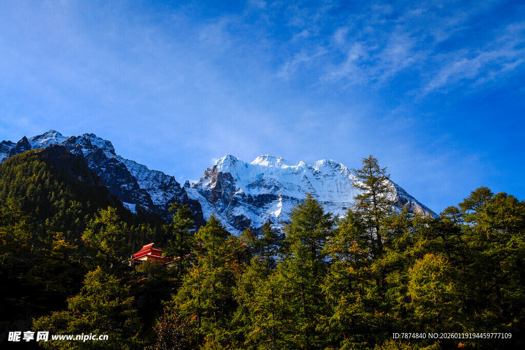 雪山下的葱郁森林