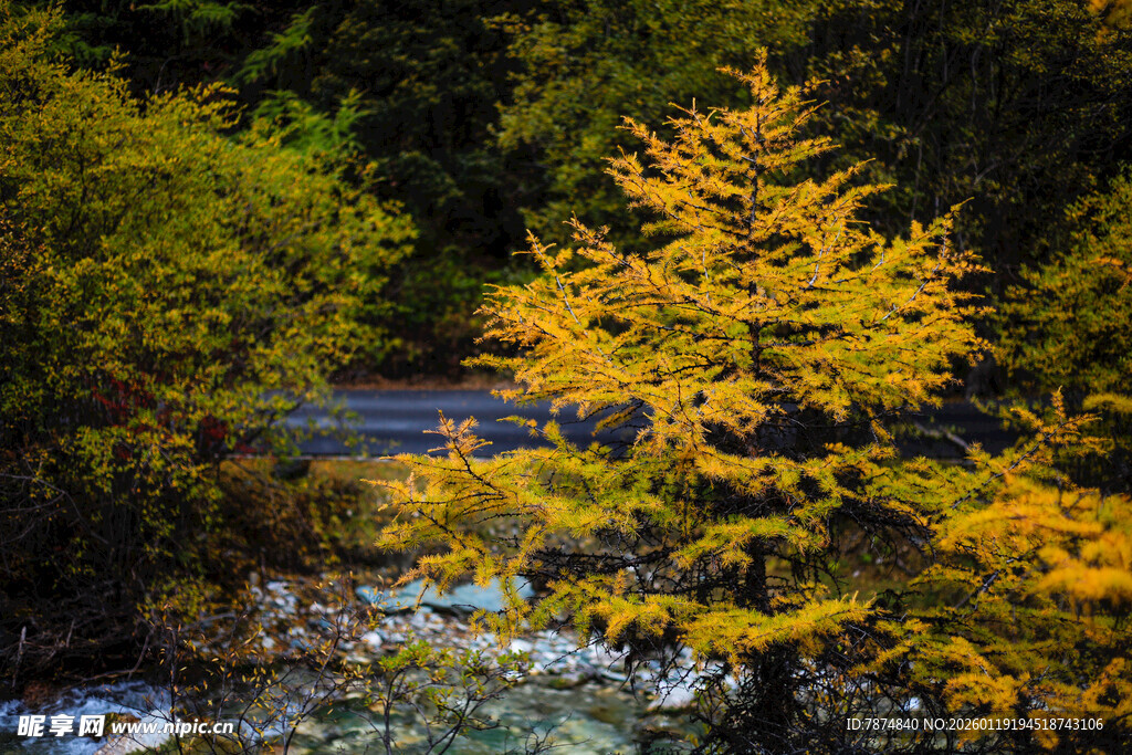 秋日溪边金黄树木美景