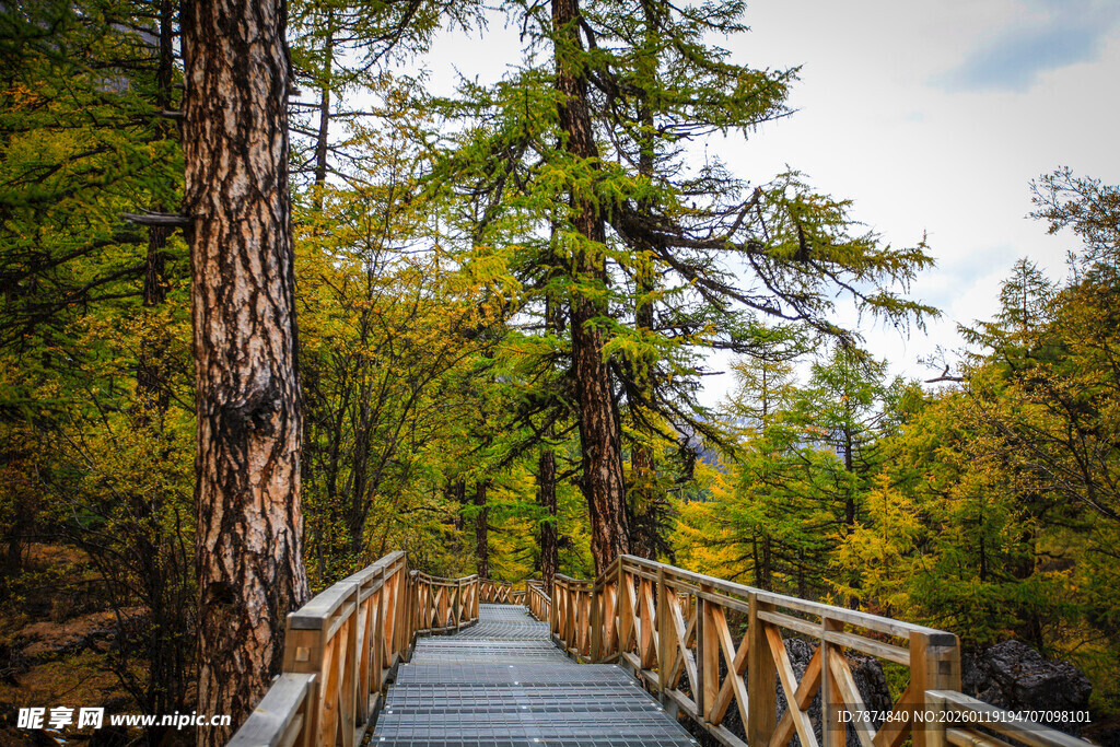 林间木栈道 秋色正迷人
