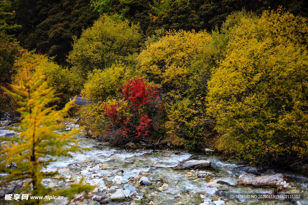 山间溪流旁的多彩植被