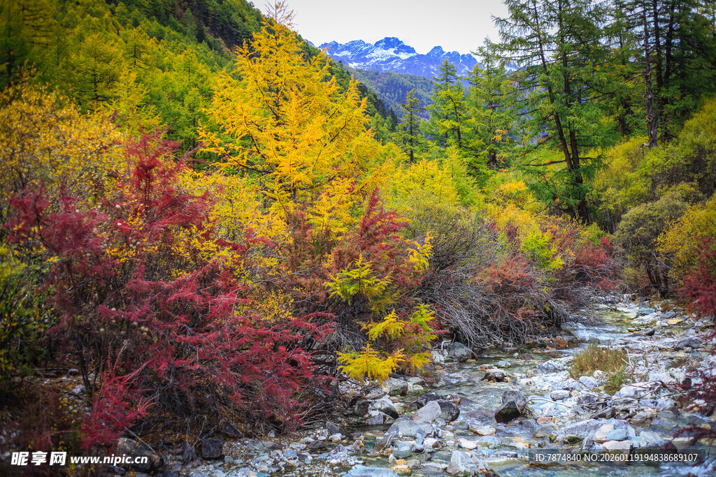 秋日山林溪流美景