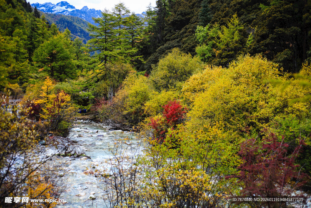 秋日山林中的潺潺溪流