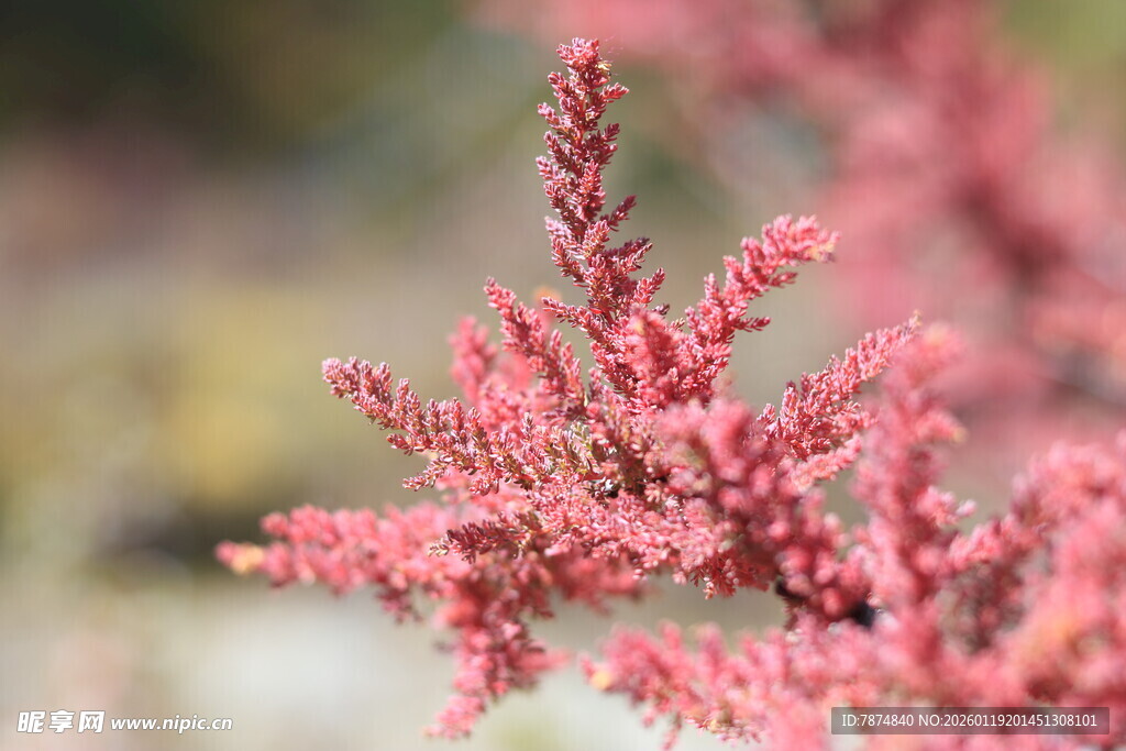 粉红细枝植物特写