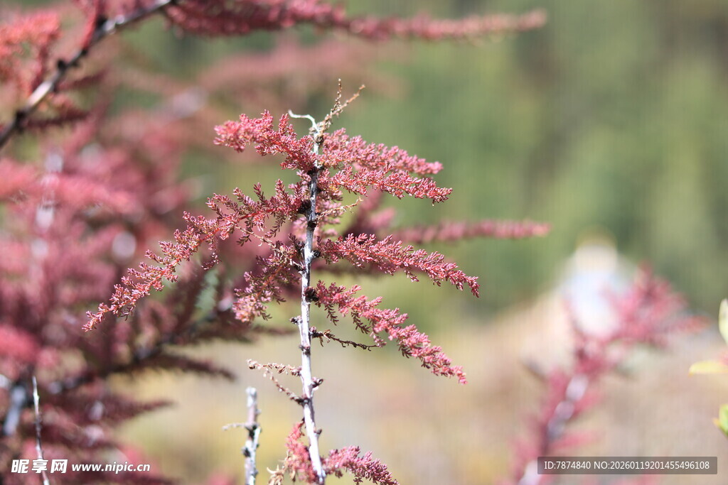 红色枝叶特写