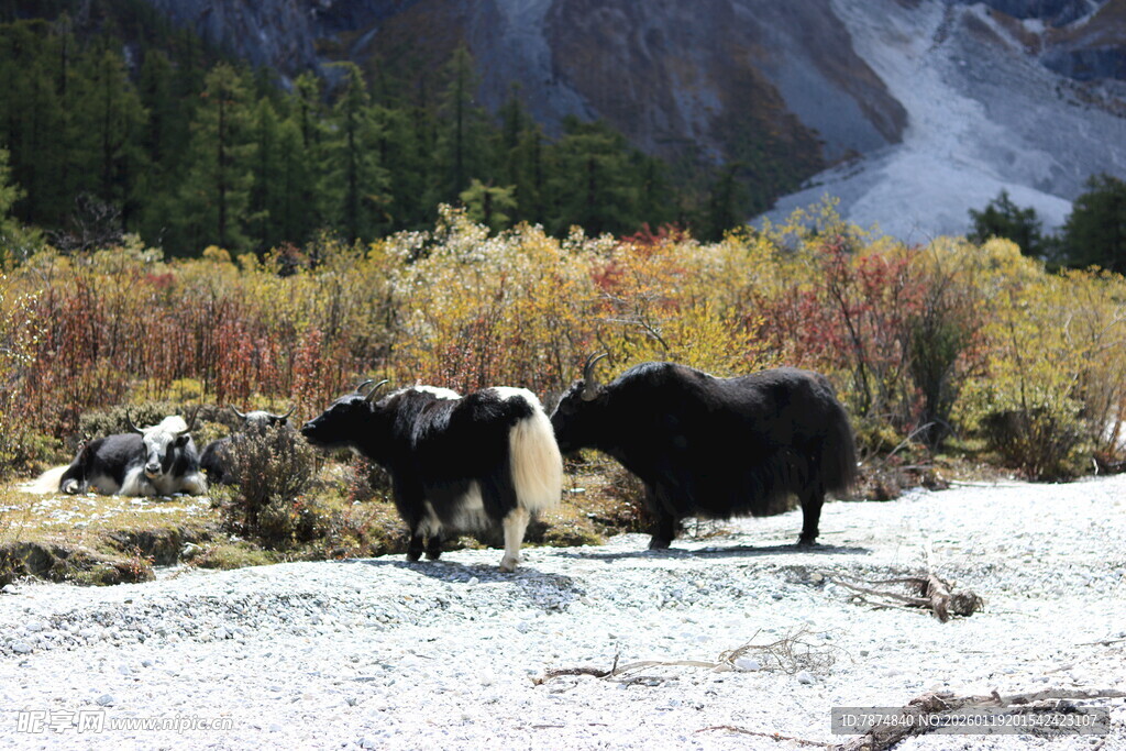 草原上的牦牛与壮丽风景