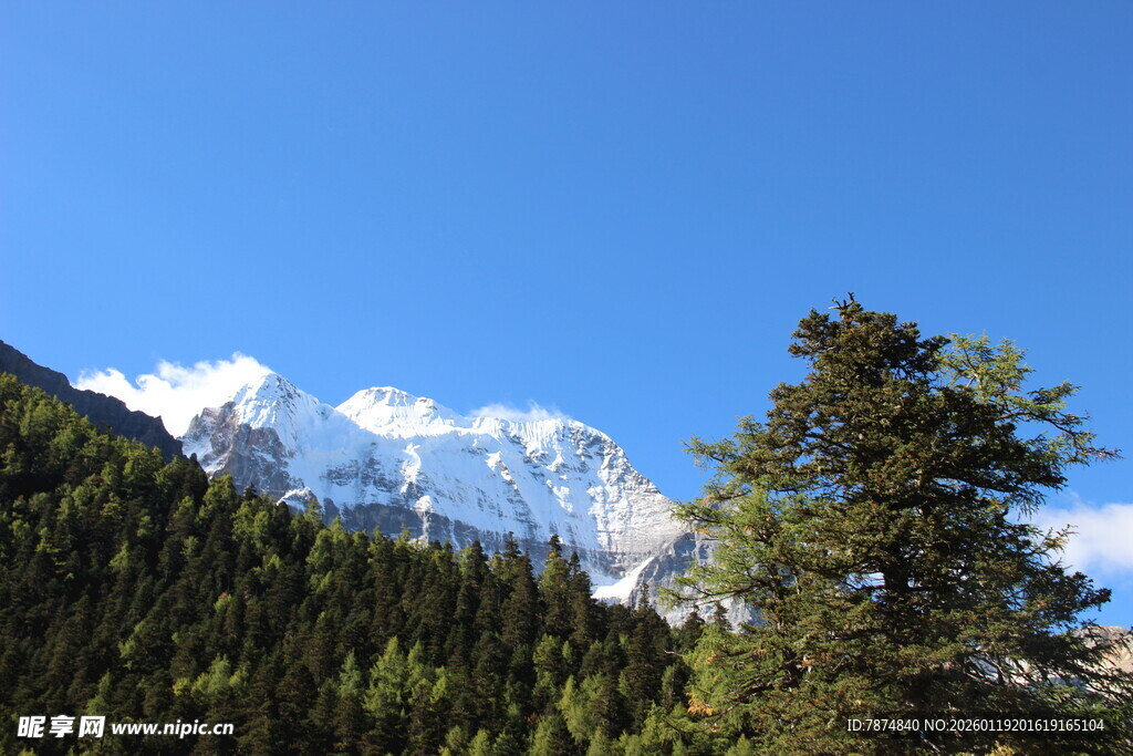 雪山松林美景