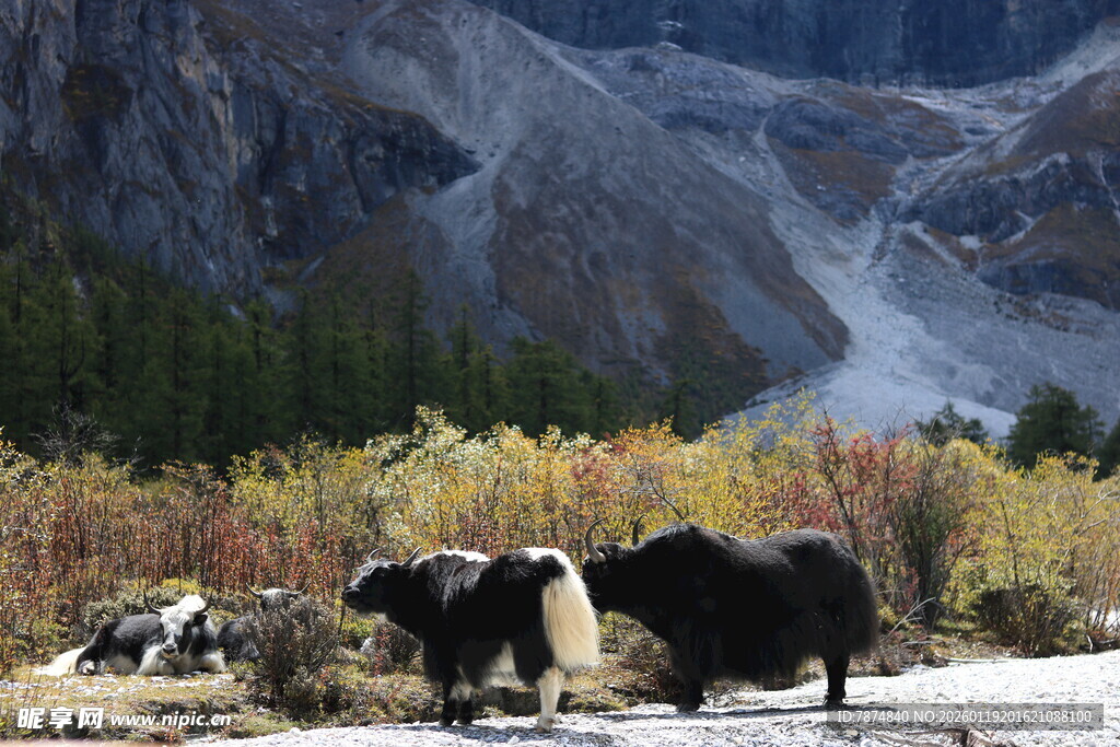 山间牦牛悠然觅食